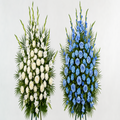 Palma Funeraria